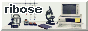 RIBOSE